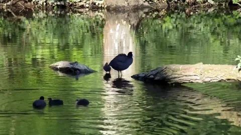 Ducks in the pond with ducklings Stock Footage 311032241