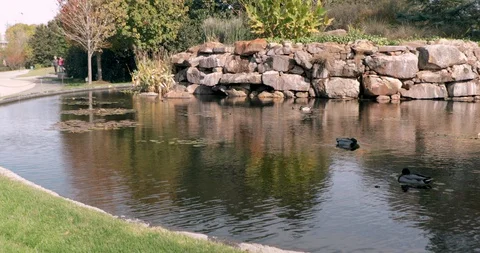 Ducks on a pond during a cold day - Dallas Arboretum Stock Footage 98216939