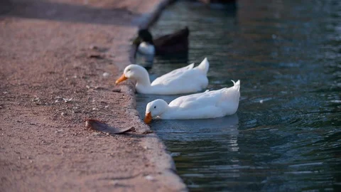 Ducks in a pond eating Stock Footage 94012392