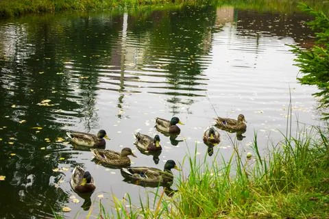 Ducks in a pond on the edge of the forest Foto stock