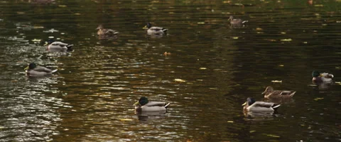 Ducks in a pond at fall 4k Stock Footage 49696839
