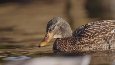 Ducks in a pond floating in still water on a sunny day 動画素材 327695715