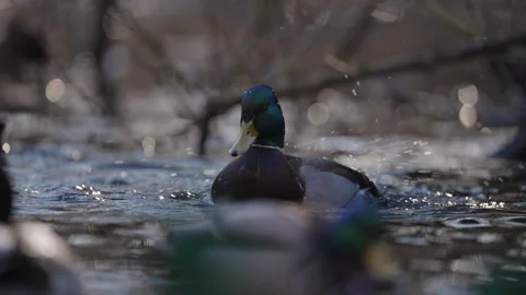 Ducks in a pond floating in still water on a sunny day Stockbeeldmateriaal 327695973