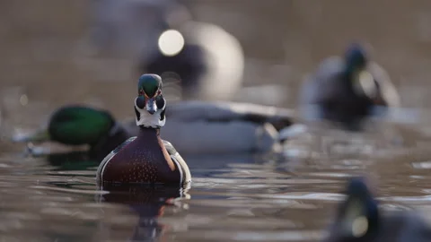 Ducks in a pond floating in still water on a sunny day Stockbeeldmateriaal 327696016