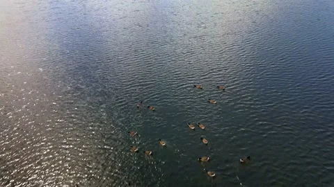 DUCKS ON A POND FLY BY ON THE RIVER SUMMER DAY Stockbeeldmateriaal 133771640