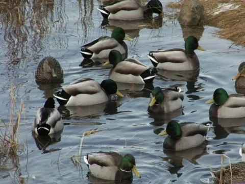 Ducks in Pond Stock Footage 356523