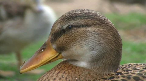 Ducks at pond Video stock 501189