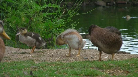Ducks at pond 스톡 동영상 501836