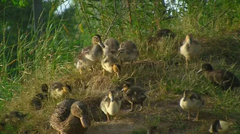 Ducks at pond Stock Footage 501914