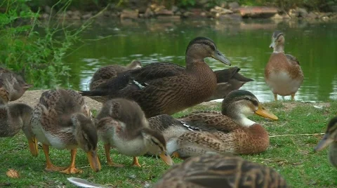 Ducks at pond Stock Footage 502053