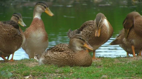 Ducks at pond Stock Footage 502260