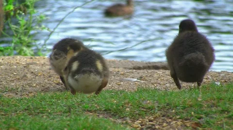 Ducks at pond 스톡 동영상 502270