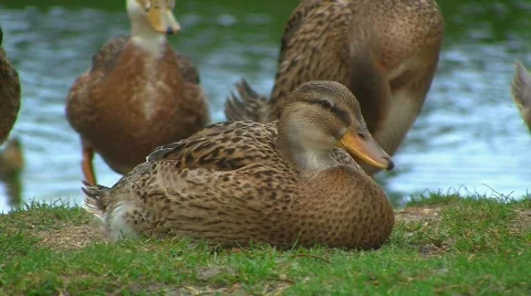 Ducks at pond Видео 502277