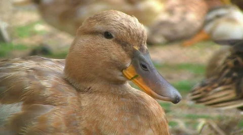 Ducks at pond 스톡 동영상 502286