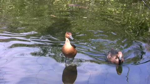 Ducks in a pond Stock Footage 649495