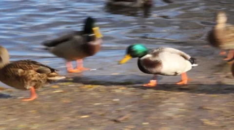 Ducks on the pond Stock Footage 886767
