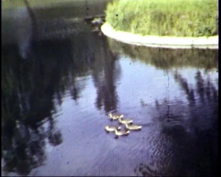 Ducks in pond Vídeo Stock 956803