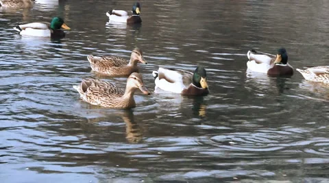Ducks in pond  Video stock 1097884