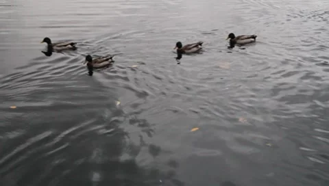 Ducks in Pond Vidéo 8948213