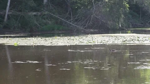 Ducks in a Pond Vídeo Stock 11330112