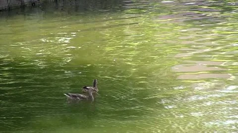 Ducks in a pond Stock Footage 11460725