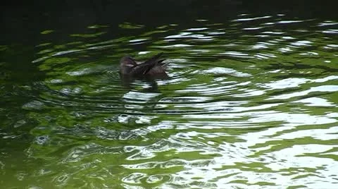 Ducks in a pond Video stock 11460726