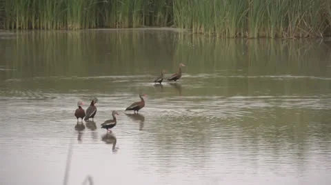 Ducks in a Pond Stock Footage 11875490
