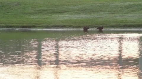 Ducks In A Pond Stock Footage 12151090