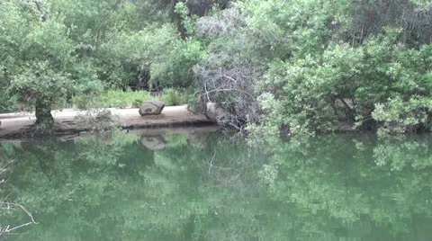 Ducks in a pond Stock Footage 22956854