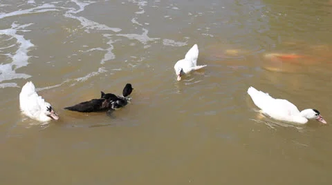 Ducks in  pond. Stock Footage 23948182