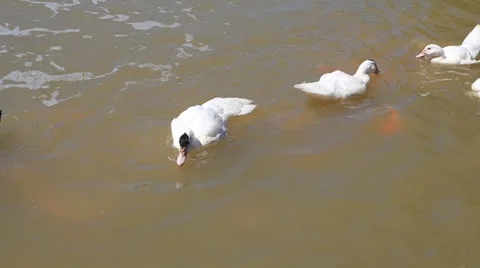 Ducks in  pond. Stock Footage 23949574