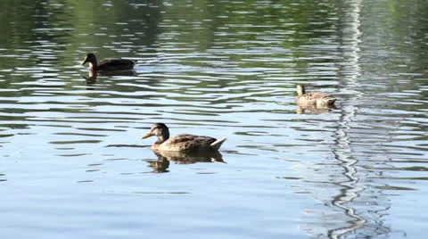 Ducks in a Pond Video stock 25486696