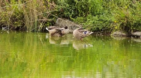 Ducks in the pond 動画素材 28997210