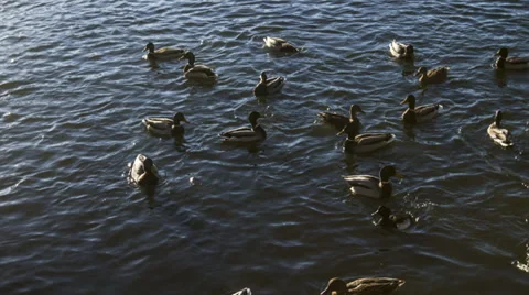 Ducks in a pond Stock Footage 32699008