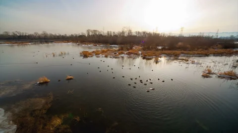 Ducks in a pond Stock Footage 33340474