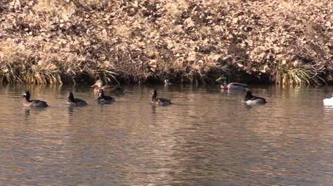 Ducks on Pond Vídeos de archivo 33819609