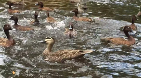 Ducks In A Pond Stock Footage 33954844