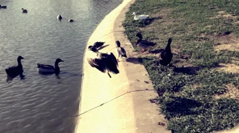 Ducks in pond Stock Footage 36605779
