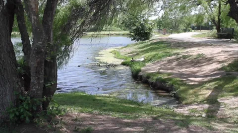 Ducks Pond Stockbeeldmateriaal 37832894