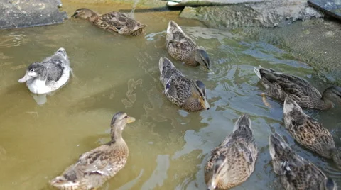 Ducks on a Pond Stock Footage 40611495