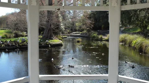 Ducks on pond Stock Footage 41339856