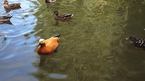 Ducks on the Pond Stock Footage 43804317
