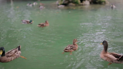 Ducks on the pond Stock Footage 47696036