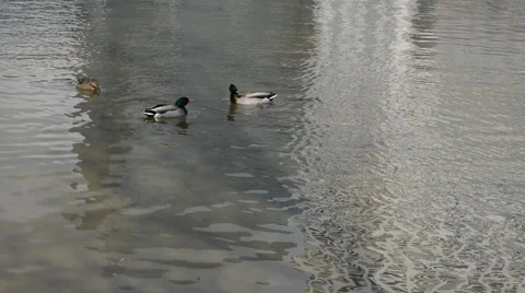 Ducks In A Pond Vídeo Stock 48130154