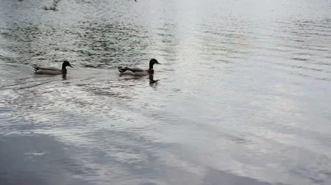 Ducks in a Pond Stock Footage 49127594