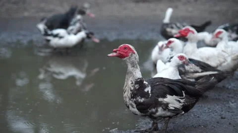 Ducks at the pond Stock Footage 53810139