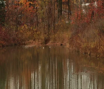 Ducks in the pond Stock Footage 55300579