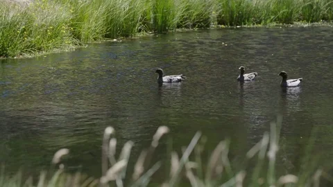 Ducks in pond 스톡 동영상 73489353