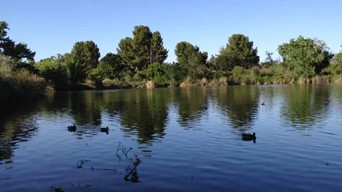Ducks in a Pond Stock Footage 75593146