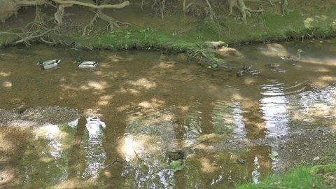 Ducks in a pond 스톡 동영상 76009240